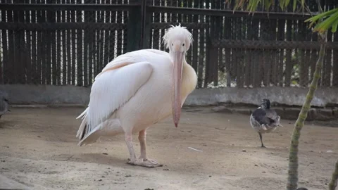 White Pelican Bird Stock Footage 148193795