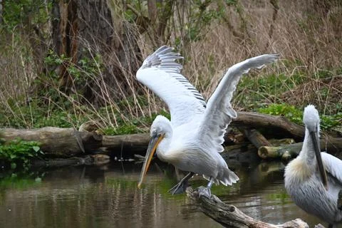 White Pelican in captivity-Big bird with big beak Foto stock