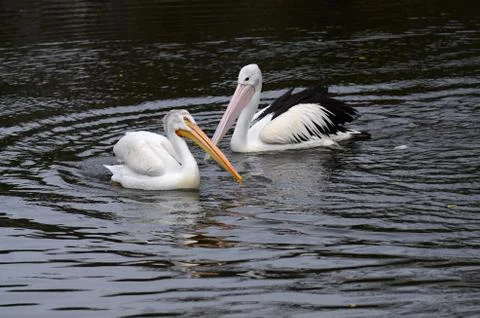 White Pelican in captivity Stock Photos