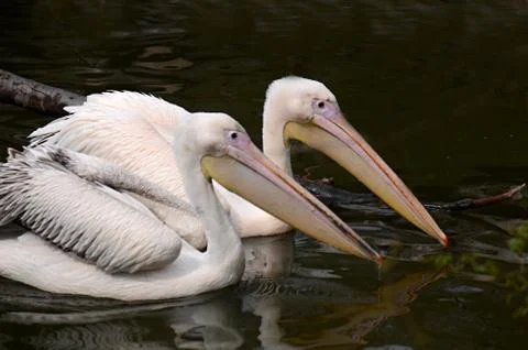 White Pelican in captivity Stock Photos