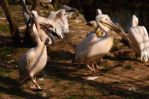 White Pelican in captivity Stock Photos