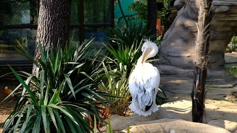 White Pelican cleans feathers Stock Footage 127511080