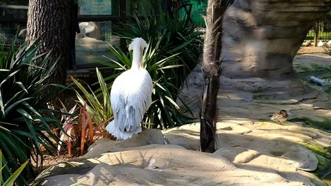 White Pelican cleans feathers Stock Footage 127511287