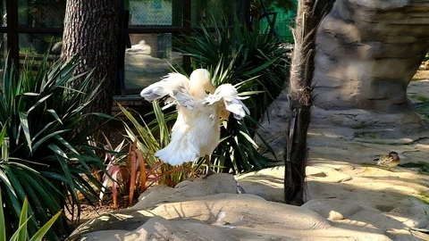 White Pelican cleans feathers Stock Footage 127512841