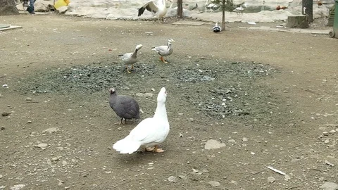 White Pelican cleans feathers Stock Footage 128800979