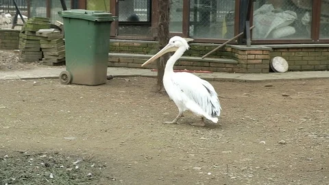 White Pelican cleans feathers Stock Footage 128802017