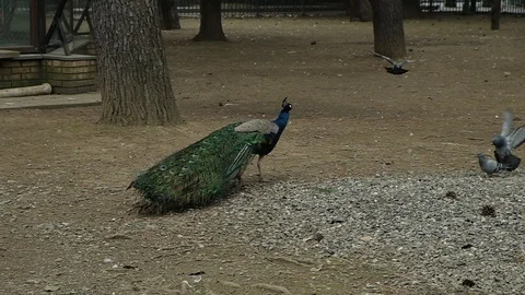 White Pelican cleans feathers Stock Footage 128802433