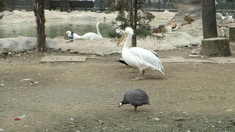 White Pelican cleans feathers Stock Footage 128802983