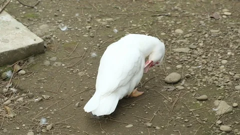 White Pelican cleans feathers Stock Footage 128803698