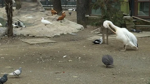White Pelican cleans feathers Stock Footage 128803734