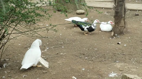 White Pelican cleans feathers Stock Footage 128803853