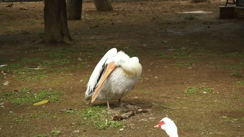 White Pelican cleans feathers. It works with its beak, smoothing plumage. Stock Footage 180951068