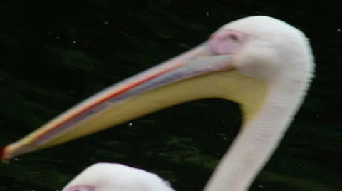White pelican (close up) Video stock 10553344