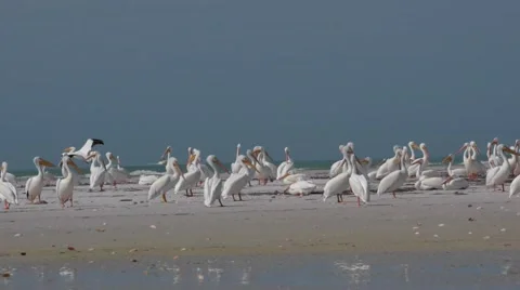 White Pelican Colony Birds of Florida Stock Footage