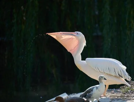 White pelican eats fish on a pond Stock Photos