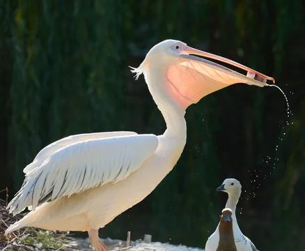 White pelican eats fish on a pond Stock Photos