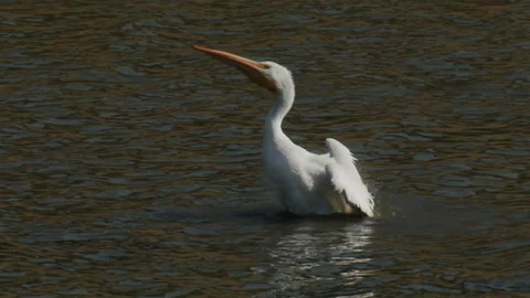 White pelican flapping wings and stretching in lake, slomo 4k Stock Footage 256244886