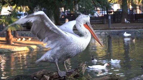 White Pelican flaps its wings against the backdrop of the pond 動画素材 105899845