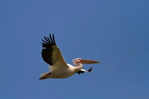 White pelican in flight Stock Photos