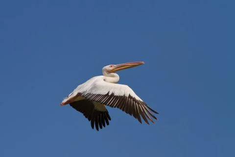 White pelican in flight Stock Photos