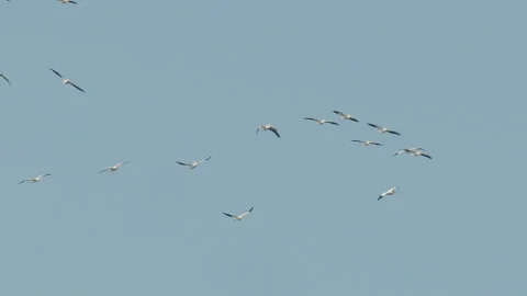 White pelican flock soaring in clear blue sky, slomo, 4k Stock Footage 244816277