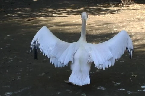 White Pelican 動画素材 336341