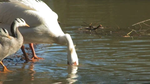 White pelican Stock Footage 5163308