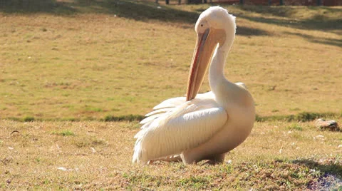 A white pelican Stock Footage 25695064
