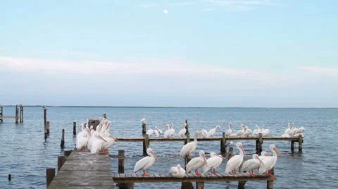 White Pelican Stock Footage 34475660