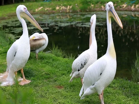 White pelican Stock Footage 73599186