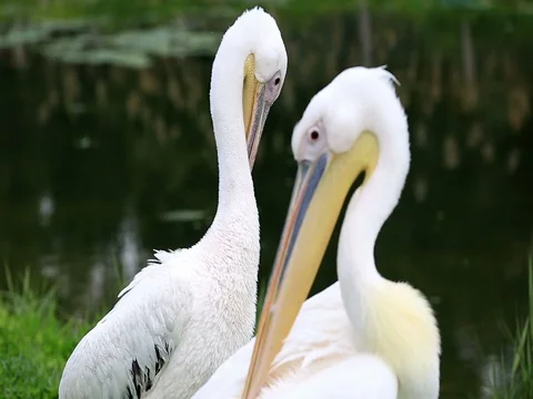 White pelican Stock Footage 73620005