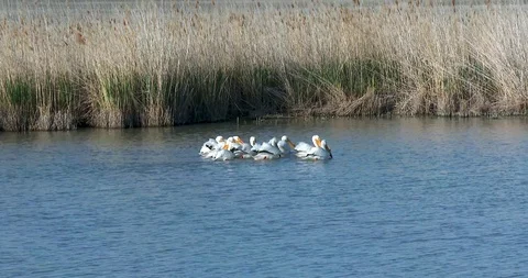 White Pelican Stock Footage 116025483