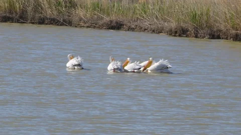 White Pelican Stock Footage 116025548