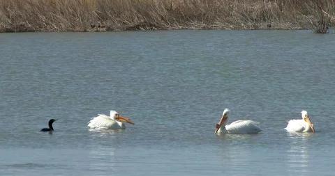 White Pelican Stock Footage 116026132