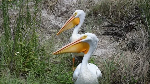 White Pelican Gular Fluttering Video stock 218404120