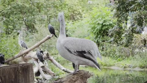 White Pelican with a large beak Stock Footage 143138332