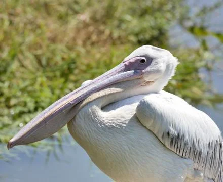 White pelican Stock Photos