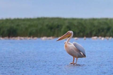 White pelican Stock Photos