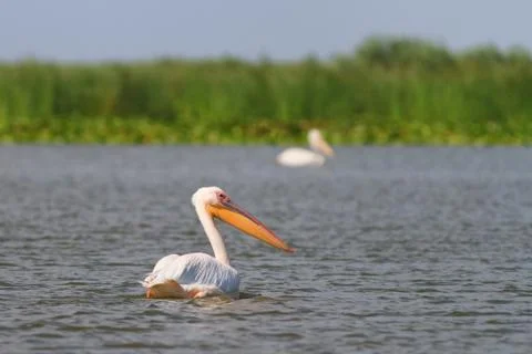 White pelican Stock Photos