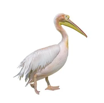 White pelican Stock Photos
