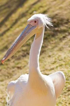 White Pelican 스톡 사진