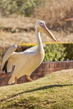 White Pelican Stock Photos