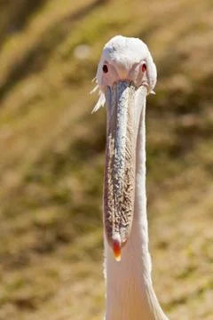 White Pelican Stock Photos