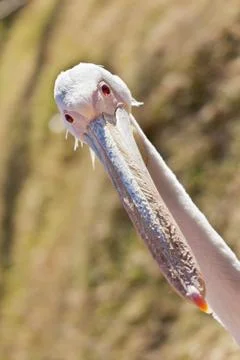 White Pelican Stock Photos