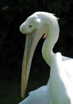 White Pelican Foto stock