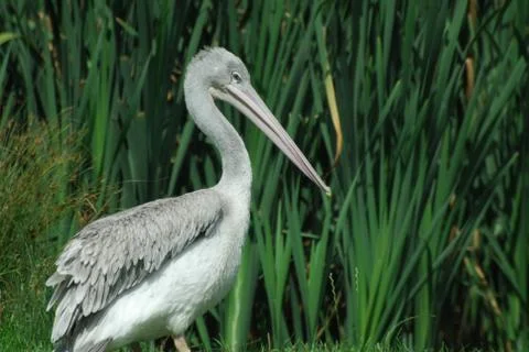 White Pelican Stock Photos
