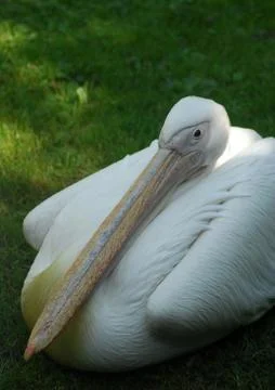 White Pelican Stock Photos
