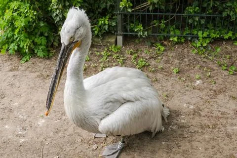 White Pelican Stock Photos