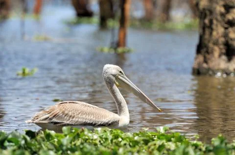 White pelican 写真素材