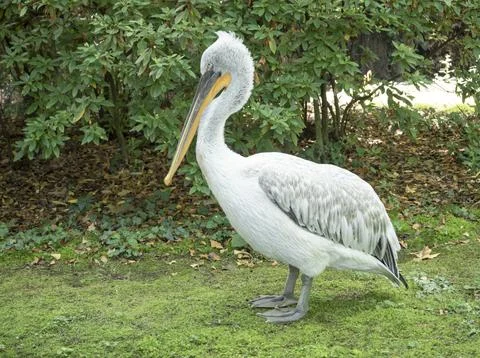 White pelican Фото